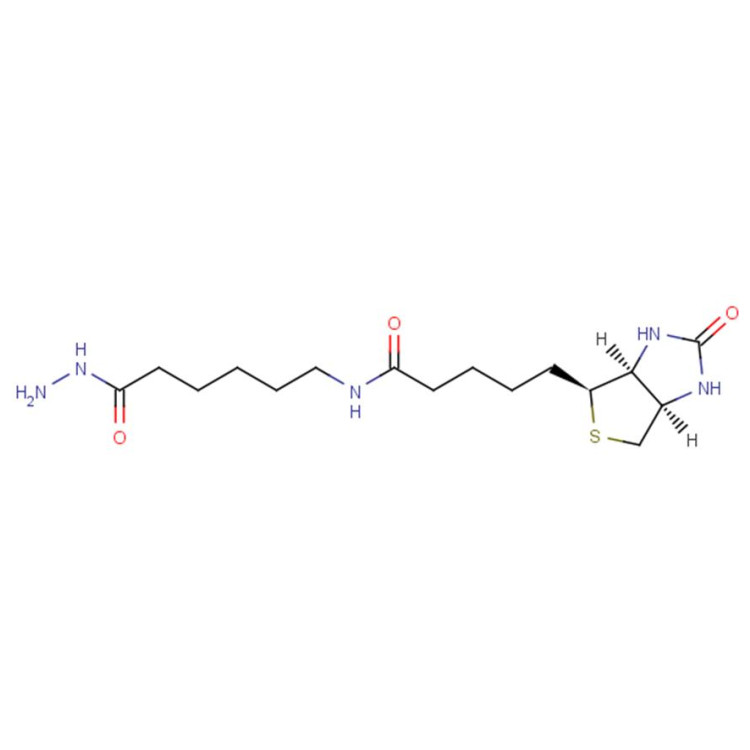 BACH，Biotin-LC-Hydrazide，(+)-生物素酰胺基己酸肼